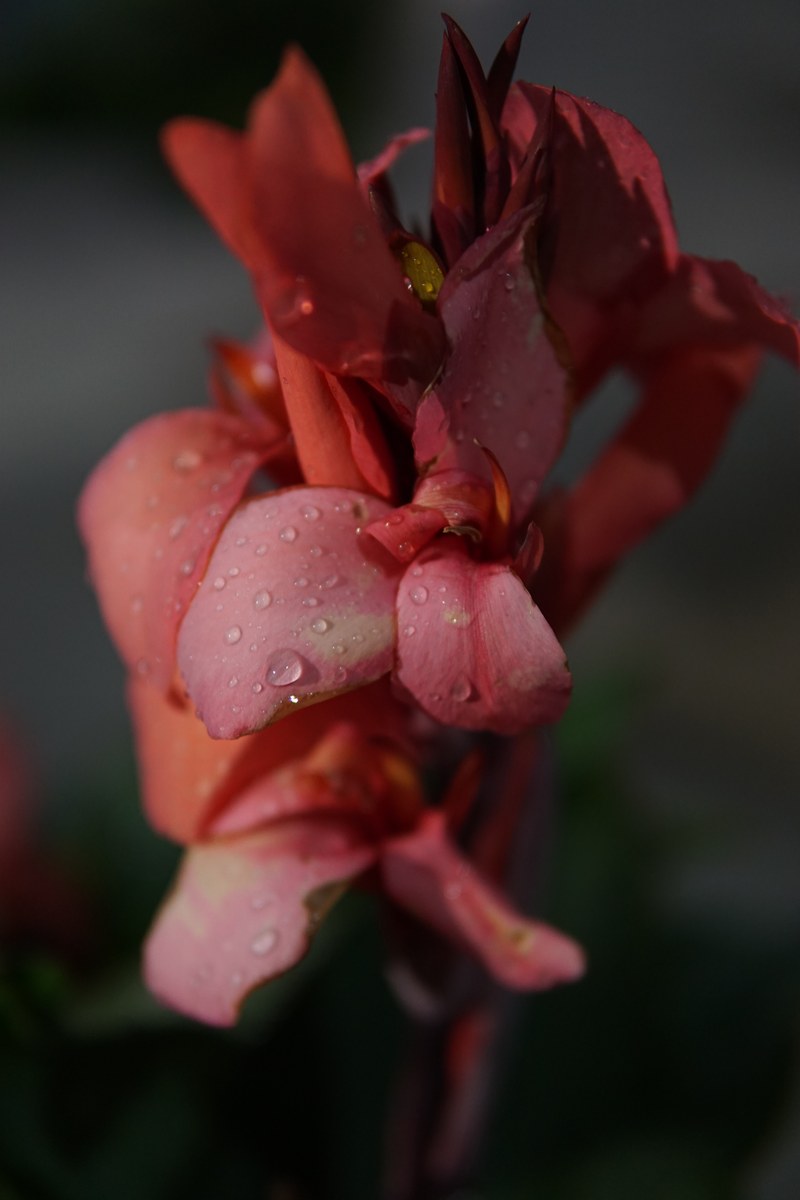 Red canna flower with water drops