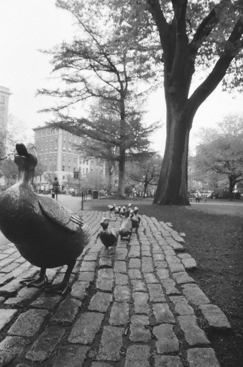 The Ducklings
